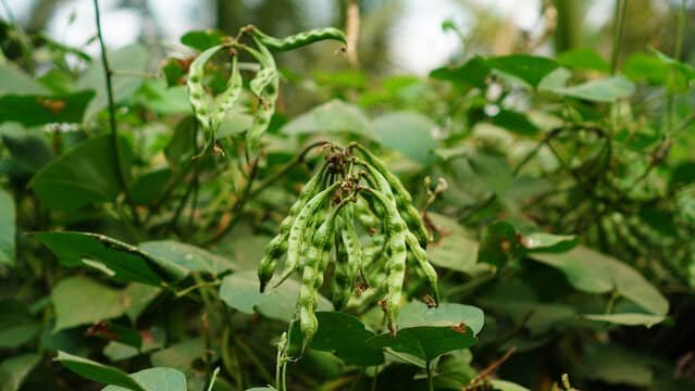 Bataw plants growing in the wild, emphasizing the natural health benefits of Bataw in improving wellness.