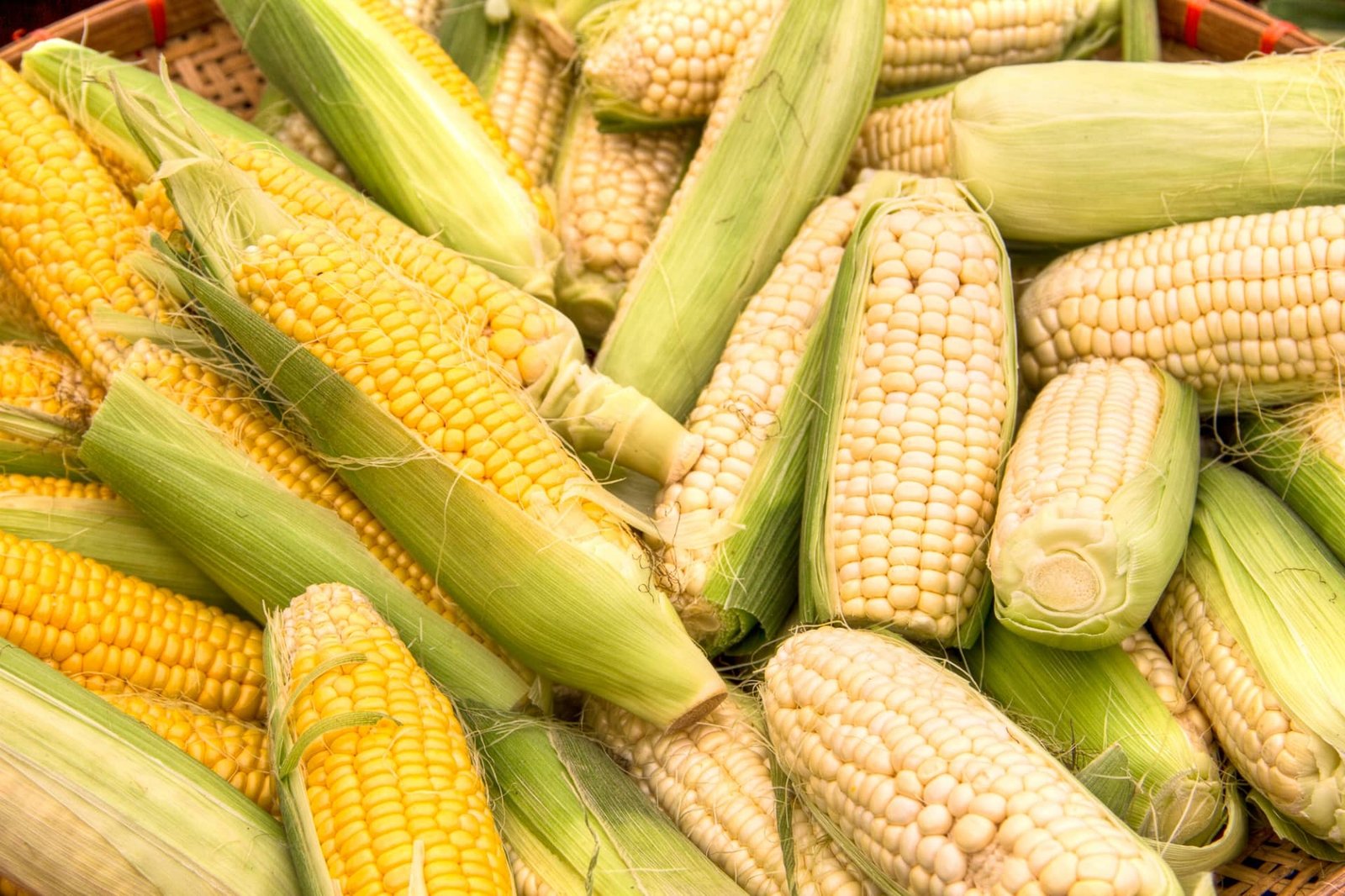 A pile of fresh yellow and white corn on the cob with green husks, showcasing the health benefits of corn.