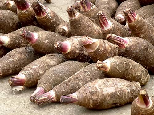 A pile of fresh taro roots, showcasing their rough, brown skin and purple-tinged tops, often consumed for their numerous health benefits.