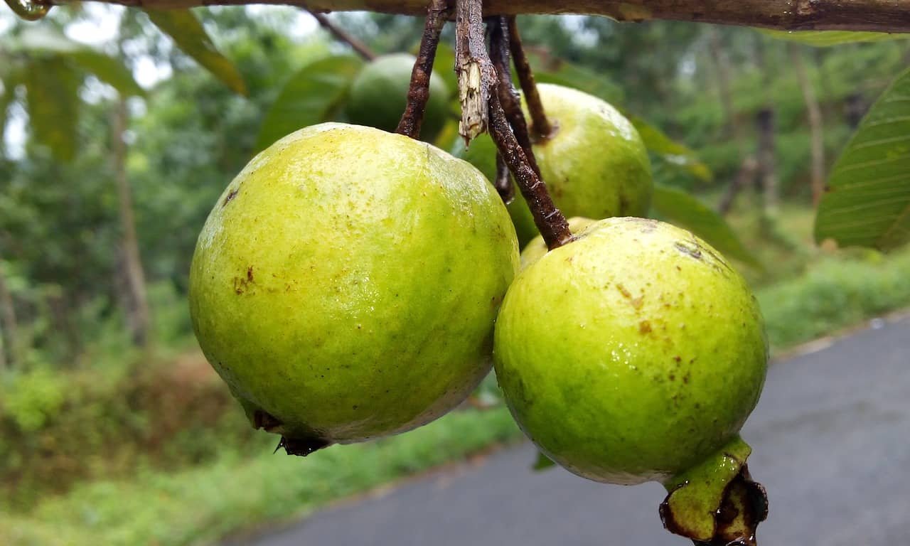 A close-up of fresh green guavas hanging from a tree branch, showcasing their smooth skin and natural appearance, with a blurred green forest background.